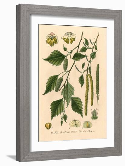 Plants, Betula Alba-null-Framed Art Print