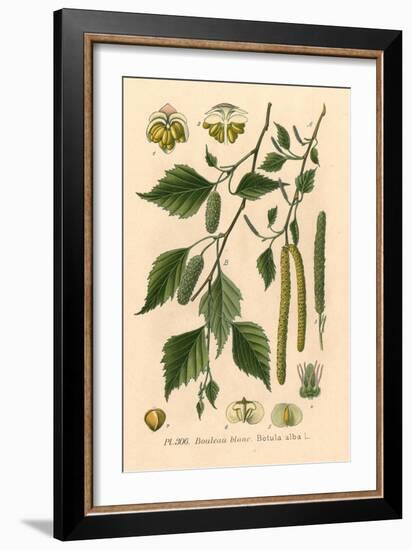 Plants, Betula Alba-null-Framed Art Print