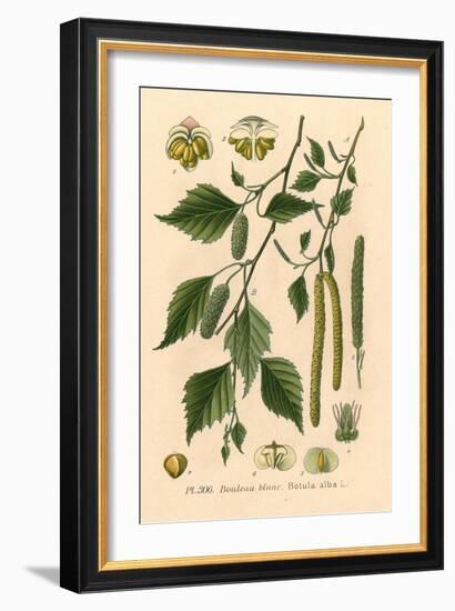 Plants, Betula Alba-null-Framed Art Print