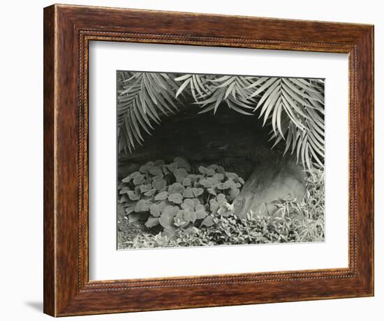 Plants, Bronx Botanical Garden, New York, 1945-Brett Weston-Framed Photographic Print