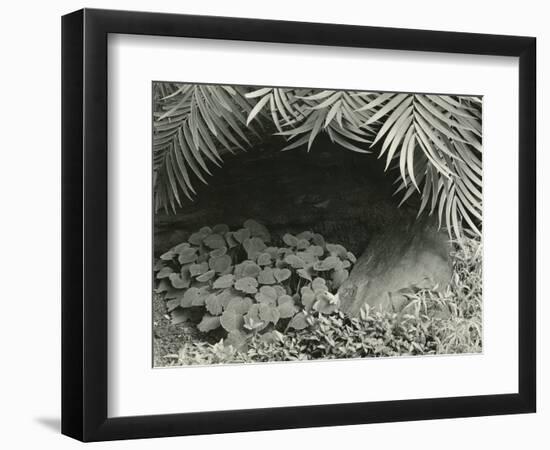 Plants, Bronx Botanical Garden, New York, 1945-Brett Weston-Framed Photographic Print