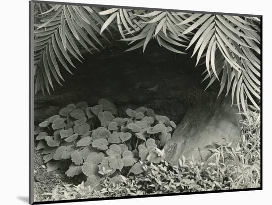 Plants, Bronx Botanical Garden, New York, 1945-Brett Weston-Mounted Photographic Print