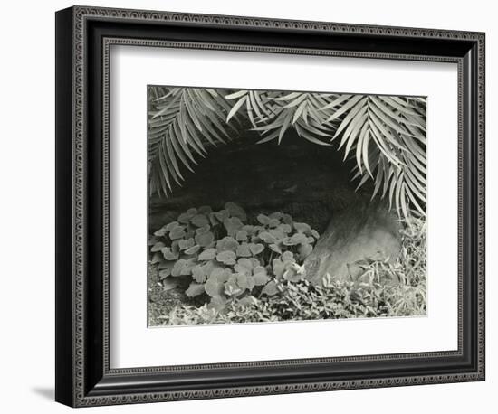 Plants, Bronx Botanical Garden, New York, 1945-Brett Weston-Framed Photographic Print