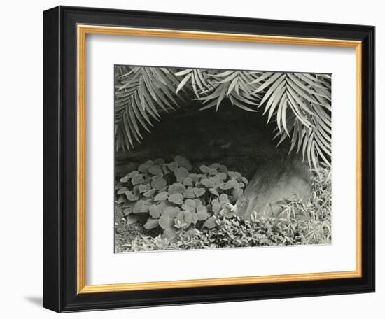 Plants, Bronx Botanical Garden, New York, 1945-Brett Weston-Framed Photographic Print