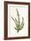 Plants, Calluna Vulgaris-F Edward Hulme-Framed Art Print