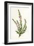 Plants, Calluna Vulgaris-F Edward Hulme-Framed Art Print