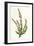 Plants, Calluna Vulgaris-F Edward Hulme-Framed Art Print