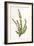 Plants, Calluna Vulgaris-F Edward Hulme-Framed Art Print