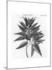 Plants, Cinchona-null-Mounted Giclee Print