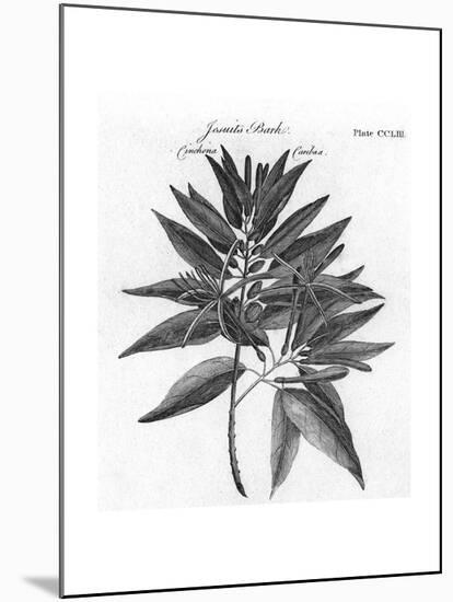 Plants, Cinchona-null-Mounted Giclee Print