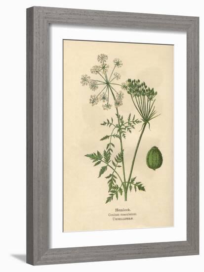 Plants, Conium Maculatum-Mabel E Step-Framed Art Print