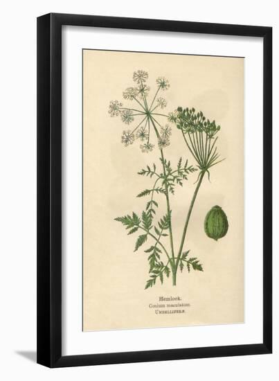 Plants, Conium Maculatum-Mabel E Step-Framed Art Print