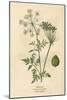Plants, Conium Maculatum-Mabel E Step-Mounted Art Print