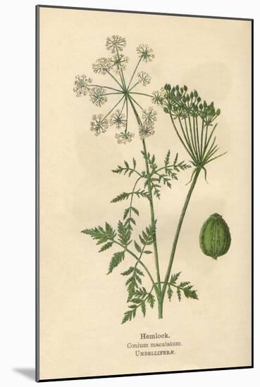 Plants, Conium Maculatum-Mabel E Step-Mounted Art Print