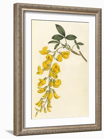 Plants, Cytisus Laburnum-William Curtis-Framed Art Print