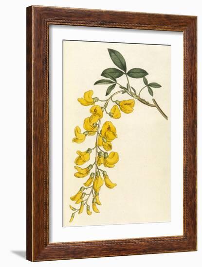 Plants, Cytisus Laburnum-William Curtis-Framed Art Print