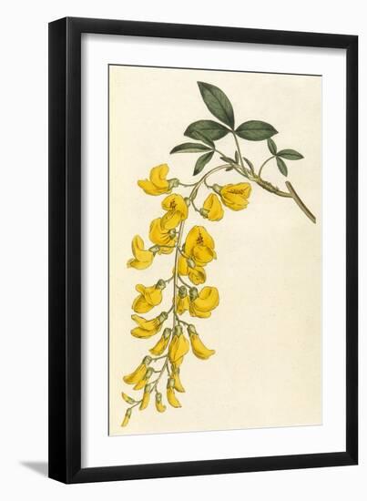 Plants, Cytisus Laburnum-William Curtis-Framed Art Print