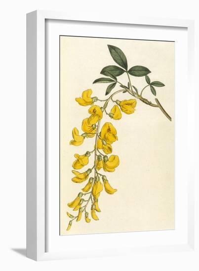 Plants, Cytisus Laburnum-William Curtis-Framed Art Print