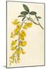 Plants, Cytisus Laburnum-William Curtis-Mounted Art Print