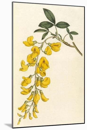 Plants, Cytisus Laburnum-William Curtis-Mounted Art Print