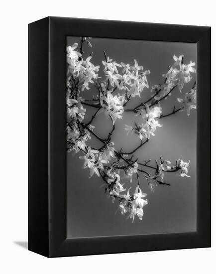 Plants, Forsythia-null-Framed Premier Image Canvas