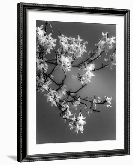 Plants, Forsythia-null-Framed Photographic Print