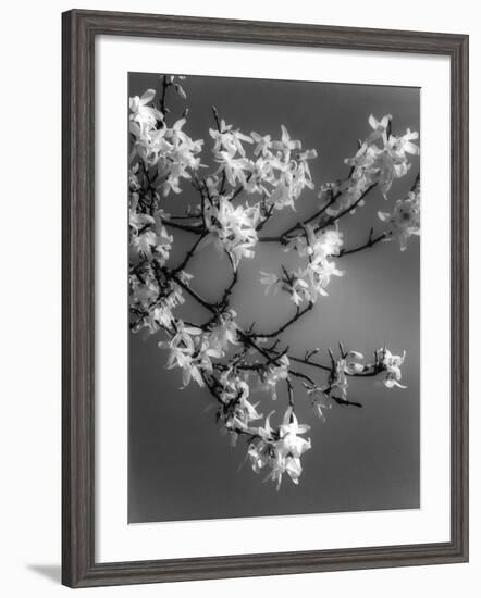 Plants, Forsythia-null-Framed Photographic Print