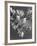 Plants, Forsythia-null-Framed Photographic Print