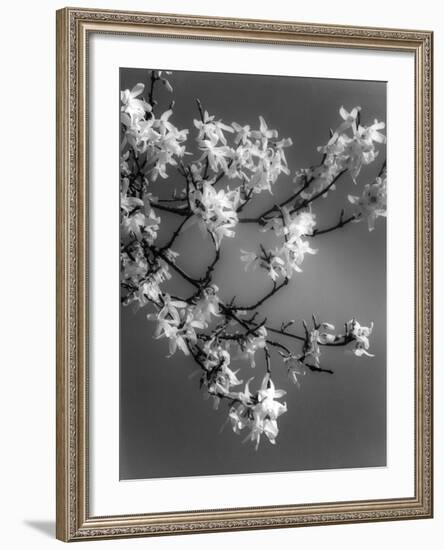 Plants, Forsythia-null-Framed Photographic Print