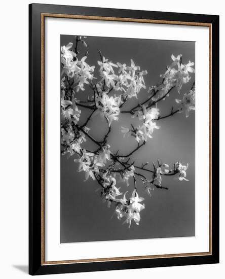 Plants, Forsythia-null-Framed Photographic Print