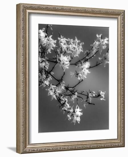 Plants, Forsythia-null-Framed Photographic Print