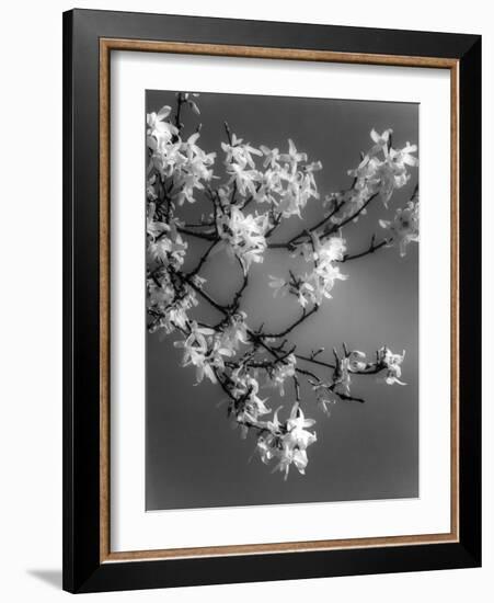 Plants, Forsythia-null-Framed Photographic Print