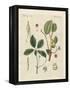 Plants from Hot Countries-null-Framed Premier Image Canvas