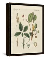 Plants from Hot Countries-null-Framed Premier Image Canvas