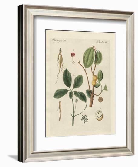 Plants from Hot Countries-null-Framed Giclee Print