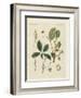 Plants from Hot Countries-null-Framed Giclee Print