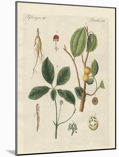 Plants from Hot Countries-null-Mounted Giclee Print