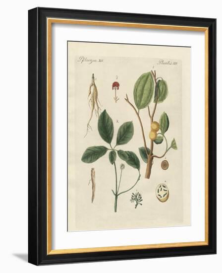 Plants from Hot Countries-null-Framed Giclee Print