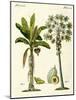 Plants from Hot Countries-null-Mounted Giclee Print