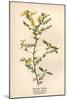 Plants, Genista Anglica-Mabel E Step-Mounted Art Print