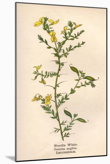 Plants, Genista Anglica-Mabel E Step-Mounted Art Print