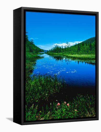 Plants growing at lakeshore, Oxbow Lake, New York State Route 28, Speculator, Hamilton County, N...-null-Framed Premier Image Canvas