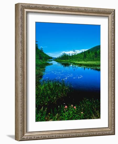 Plants growing at lakeshore, Oxbow Lake, New York State Route 28, Speculator, Hamilton County, N...-null-Framed Photographic Print