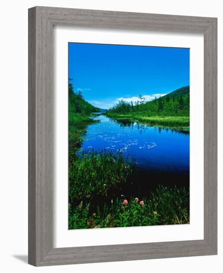 Plants growing at lakeshore, Oxbow Lake, New York State Route 28, Speculator, Hamilton County, N...-null-Framed Photographic Print