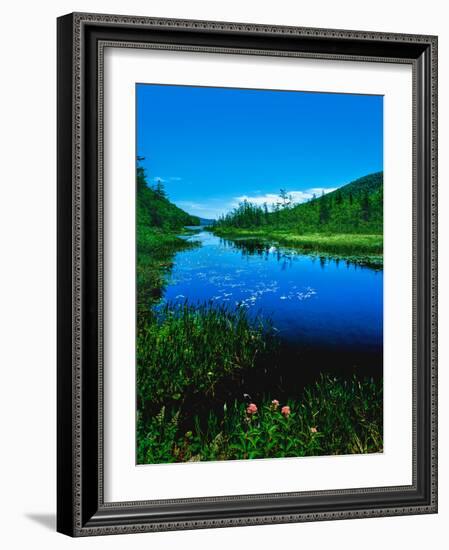 Plants growing at lakeshore, Oxbow Lake, New York State Route 28, Speculator, Hamilton County, N...-null-Framed Photographic Print