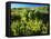 Plants Growing in Field, Logan River, Franklin Basin, Bear River Range, Cache National Forest-Scott T. Smith-Framed Premier Image Canvas