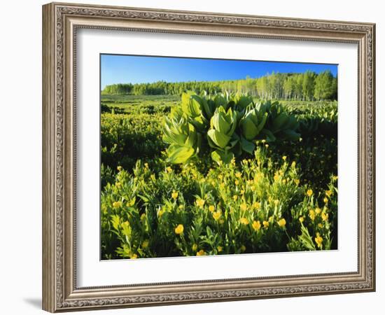 Plants Growing in Field, Logan River, Franklin Basin, Bear River Range, Cache National Forest-Scott T. Smith-Framed Photographic Print