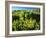 Plants Growing in Field, Logan River, Franklin Basin, Bear River Range, Cache National Forest-Scott T. Smith-Framed Photographic Print