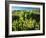 Plants Growing in Field, Logan River, Franklin Basin, Bear River Range, Cache National Forest-Scott T. Smith-Framed Photographic Print