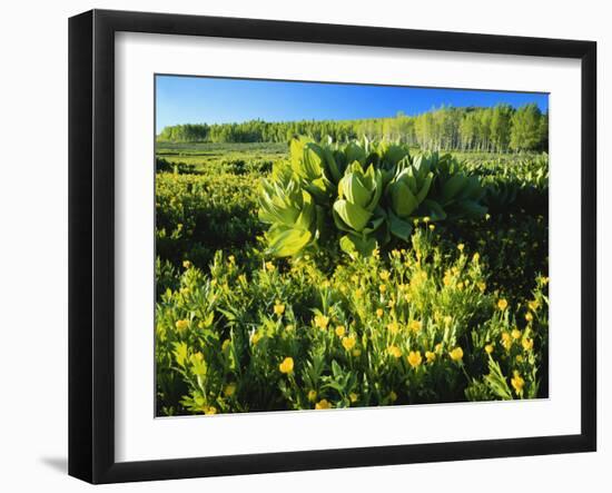 Plants Growing in Field, Logan River, Franklin Basin, Bear River Range, Cache National Forest-Scott T. Smith-Framed Photographic Print